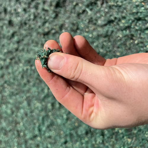 Check the hydroseed mulch for moisture