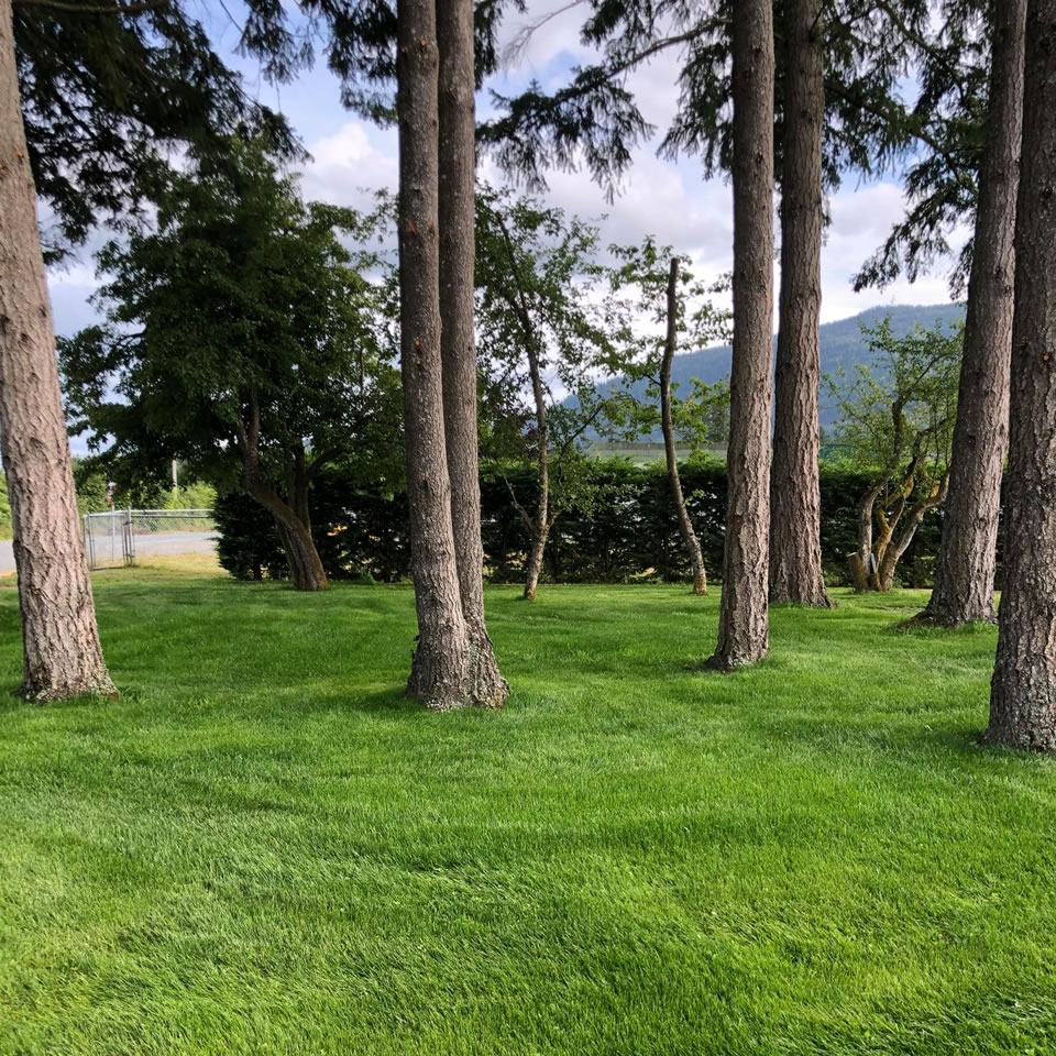 Hydroseeding, better than hand seeding, cheaper than sod